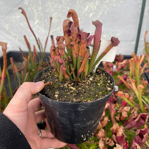 Trumpet Pitcher, Sarracenia “Thandi” -  Dormant plant. 12cm plastic container. - Carnivorous Plant