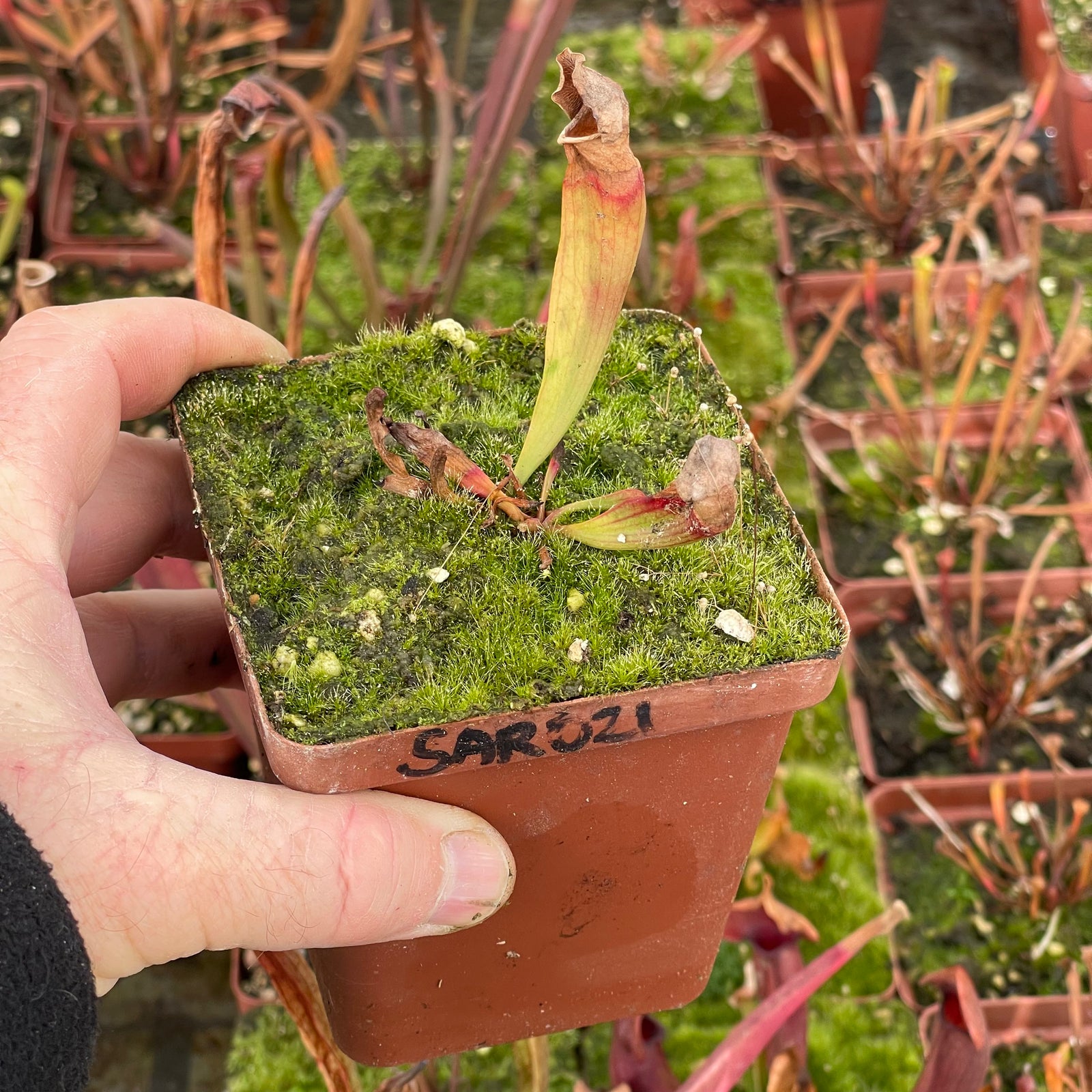 Trumpet Pitcher, Sarracenia “Amahle” -   - Carnivorous Plant