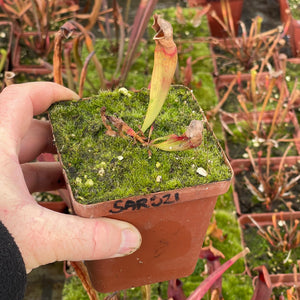 Trumpet Pitcher, Sarracenia “Amahle” -  Dormant plant. 7.5cm plastic container. - Carnivorous Plant