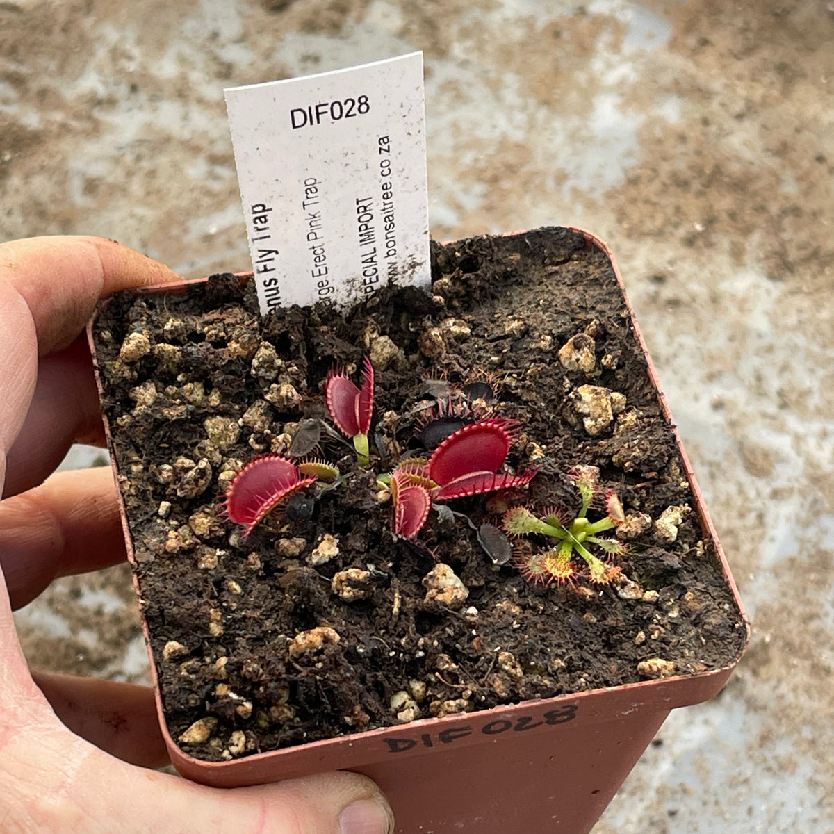 Venus Fly Trap, 'Large Erect Pink Trap.' Special Import. by Venus Fly Trap