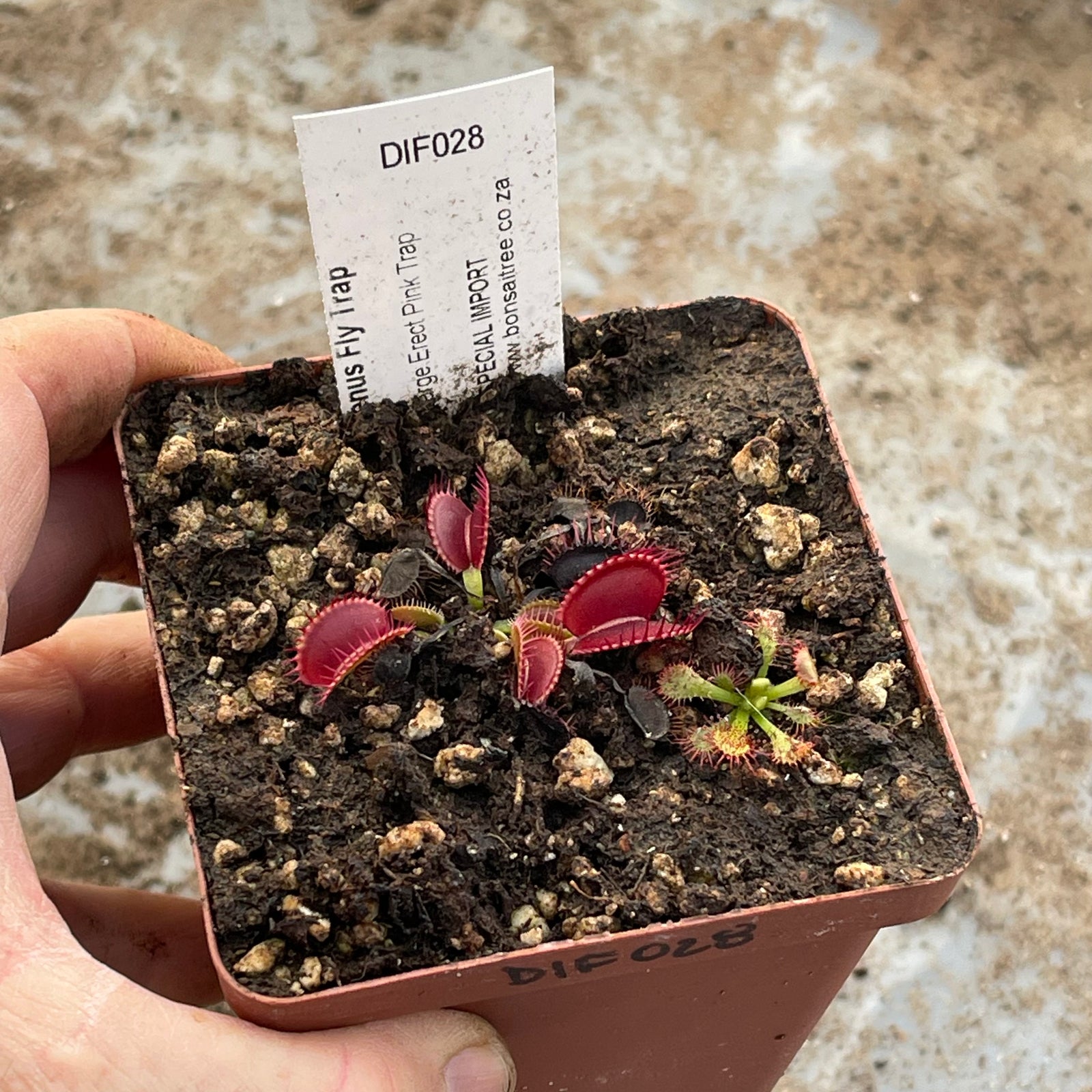 Venus Fly Trap, 'Large Erect Pink Trap.' Special Import. by Venus Fly Trap
