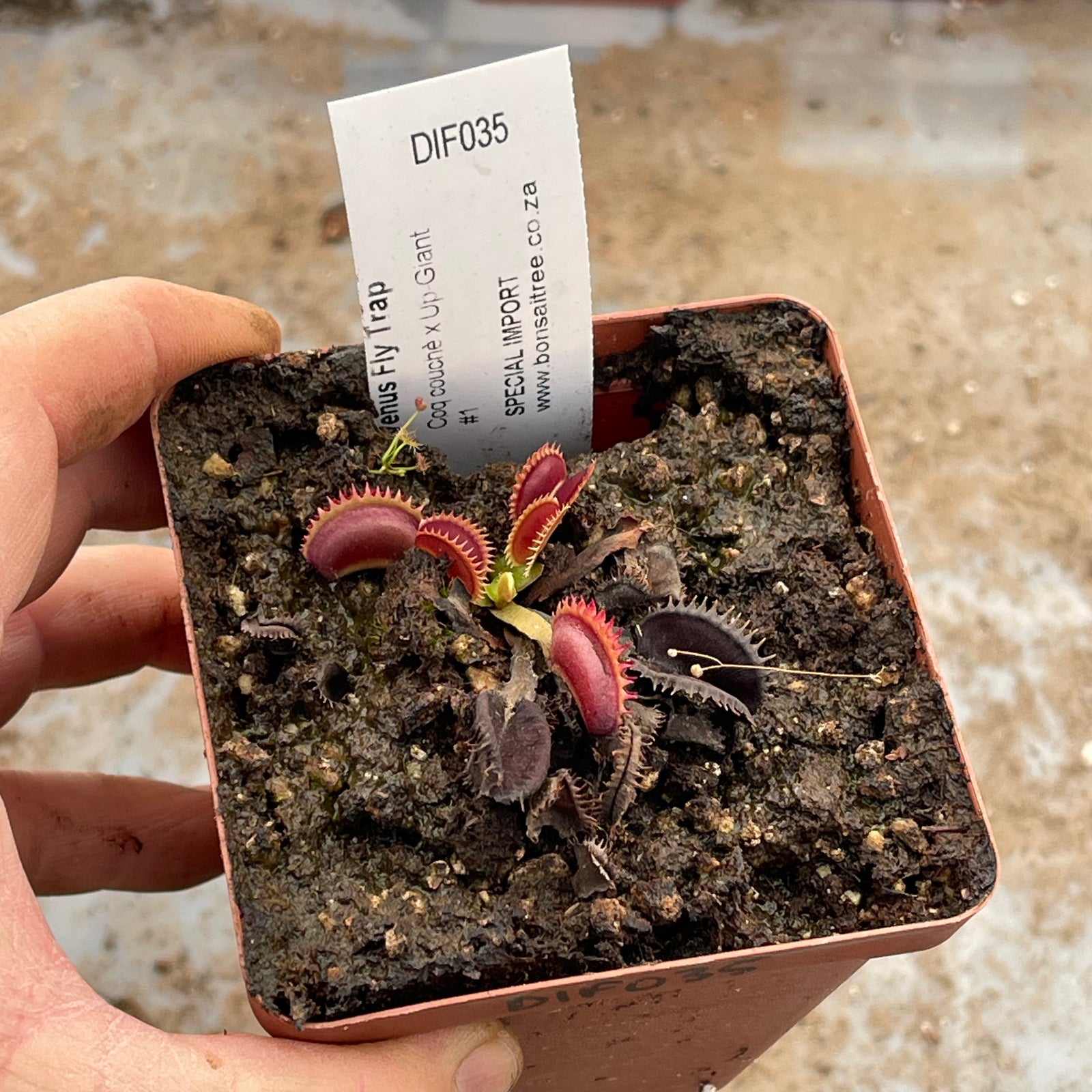 Venus Fly Trap, 'Coq couchè x Up-Giant #1.' Special Import. by Venus Fly Trap