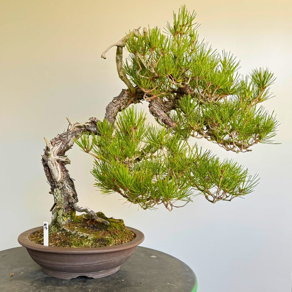 Japanese Import Auction Catalog, Summer 2025