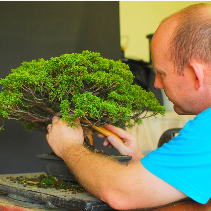 Juniper Bonsai Styling Workshop, Saturday 7th February 2026, Cape Town. by Bonsai Tree Pty Ltd