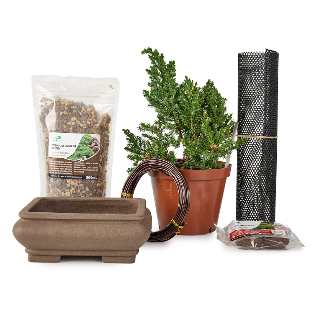 Apprentice Juniper Bundle by Bonsai Tree (Pty) Ltd.