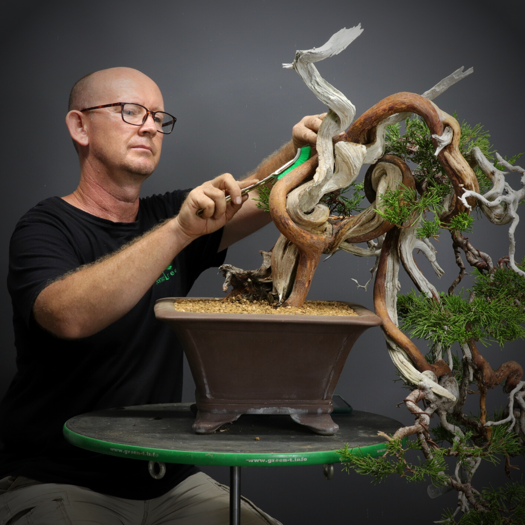 Juniper Styling Bonsai Class, Saturday 11th July 2026, Cape Town.