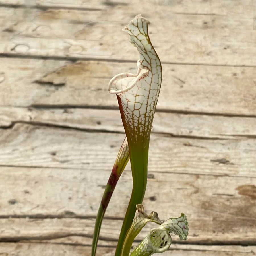 Trumpet Pitcher, Sarracenia leucophylla var. alba ‘Hurricane Creek White’ clone A x leucophylla var. alba ‘Hurricane Creek White’ clone E #8 by Sarracenia