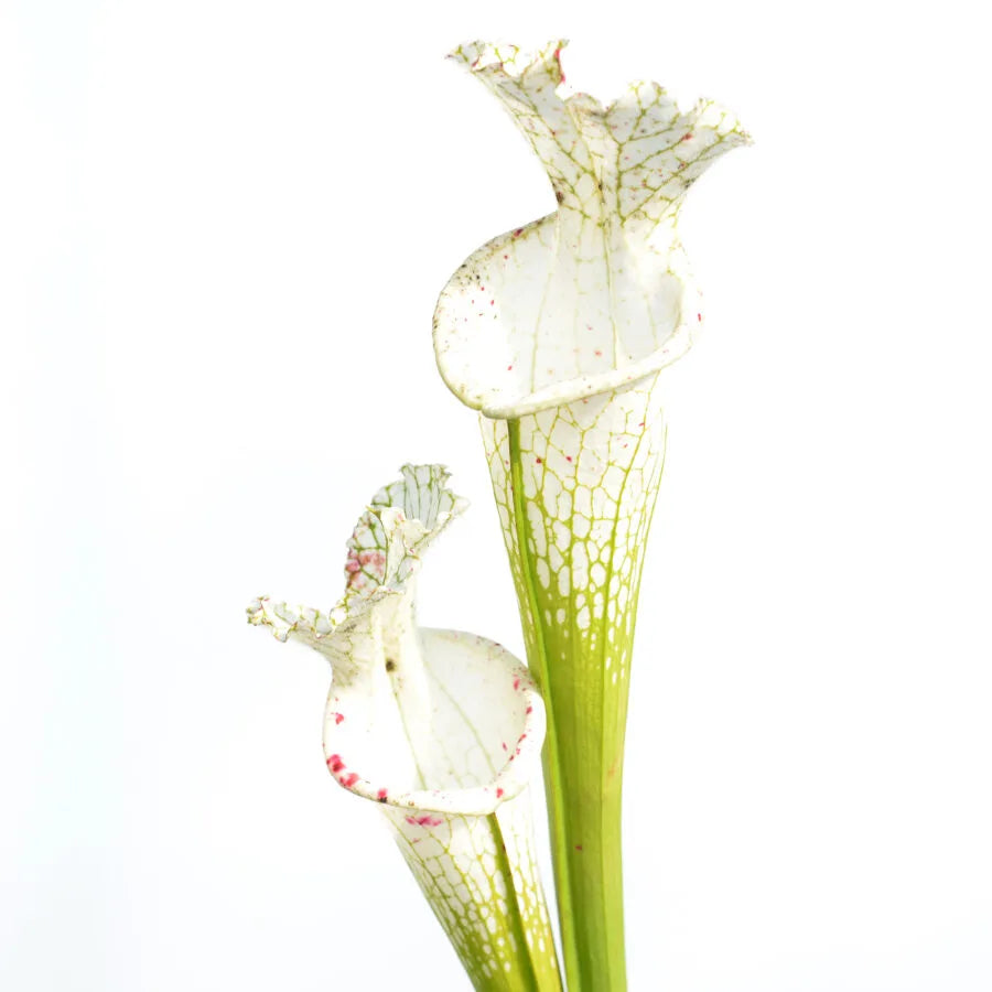 Trumpet Pitcher, Sarracenia leucophylla var. alba ‘Hurricane Creek White’ clone A x leucophylla var. alba ‘Hurricane Creek White’ clone E #8