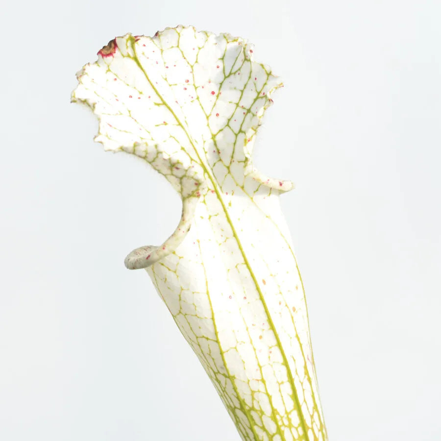 Trumpet Pitcher, Sarracenia leucophylla var. alba ‘Hurricane Creek White’ clone A x leucophylla var. alba ‘Hurricane Creek White’ clone E #8 by Sarracenia