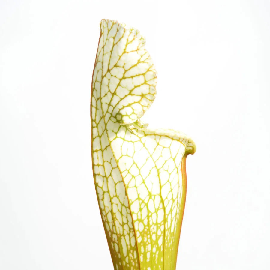 Trumpet Pitcher, Sarracenia leucophylla var. alba ‘Hurricane Creek White’ clone A x leucophylla var. alba ‘Hurricane Creek White’ clone E #8 by Sarracenia