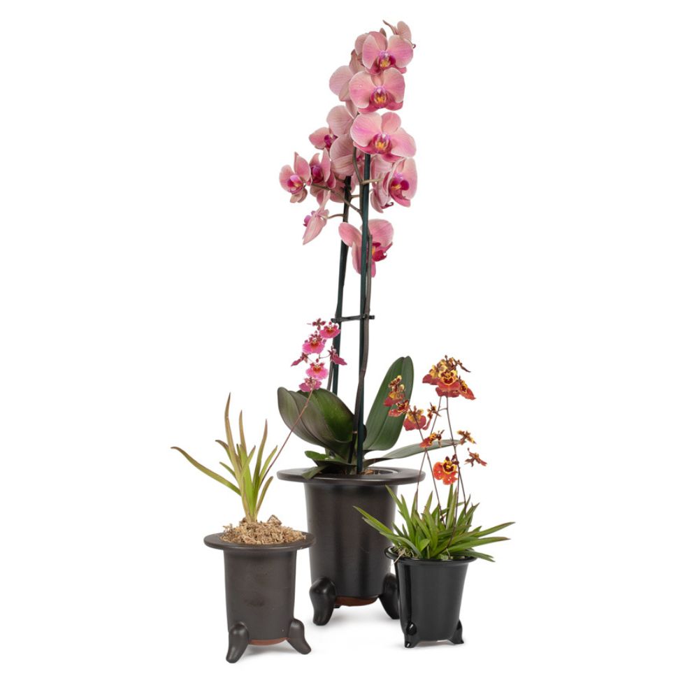 Orchid