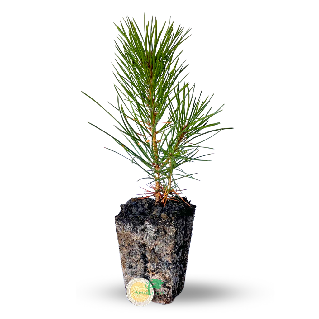 Japanese Black Pine Stock -  2 year old material (Release date 2023) - Trees