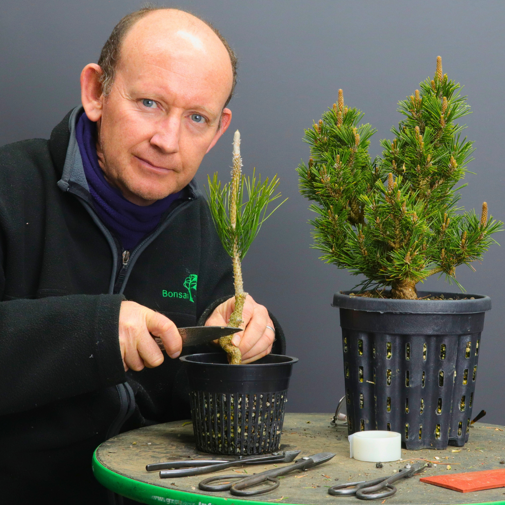 Pine Grafting Bonsai Class, Saturday 22nd August 2026, Cape Town.
