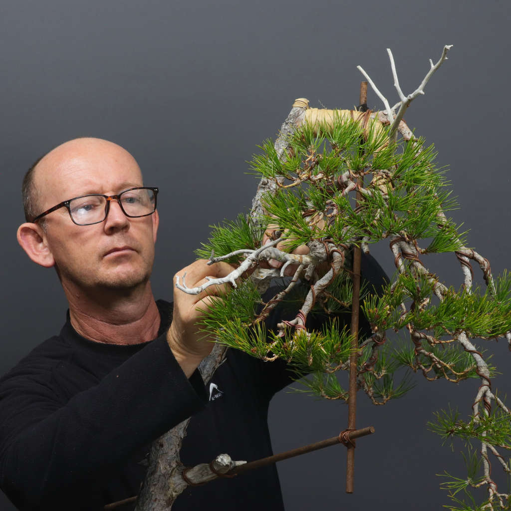 Pine Styling Bonsai Class, Saturday 13th June 2026, Cape Town.