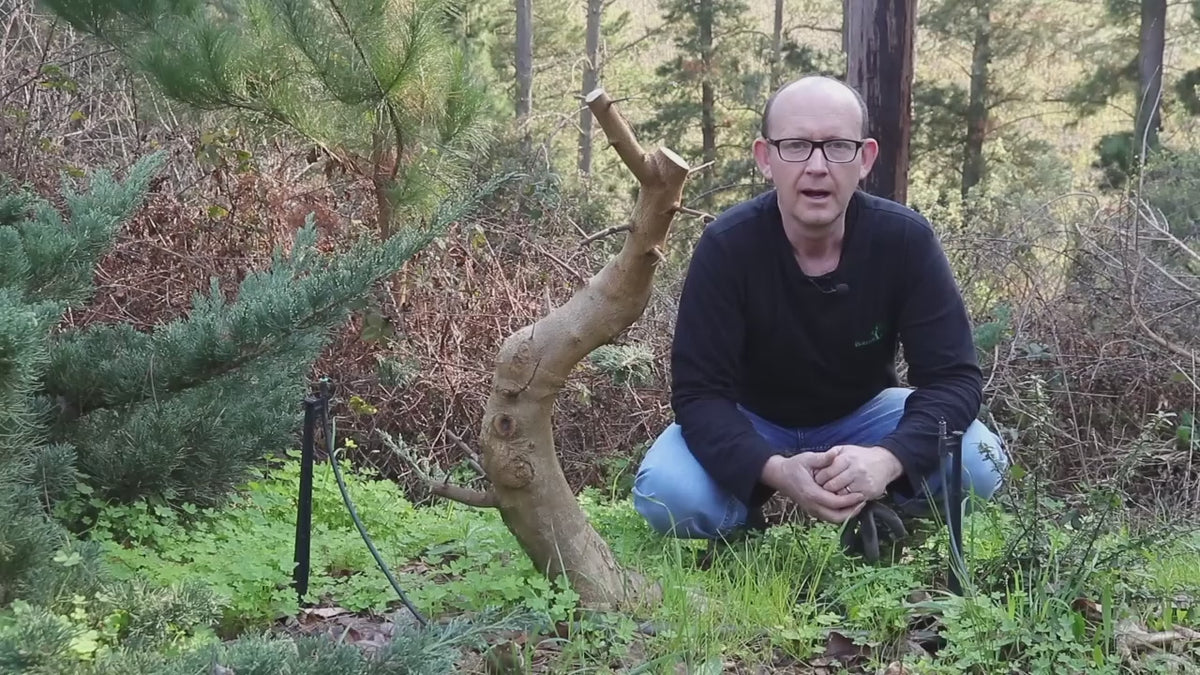 Load video: In this video Terry Erasmus explains and demonstrates the process of digging and potting a field grown Trident maple.