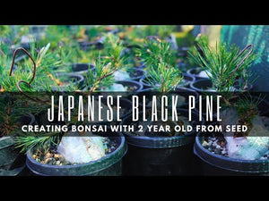 Japanese Black Pine Stock