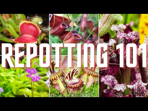 Tropical Pitcher, Nepenthes 'spathulata x gymnamphora,' BE-3422 - - Carnivorous Plant