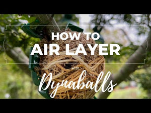 Clear DynaBall, air layering ball