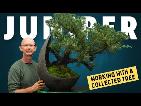 Japanese Kawari Moon Pot, 470(W) x 380(D) x 600mm(H) - - Pots