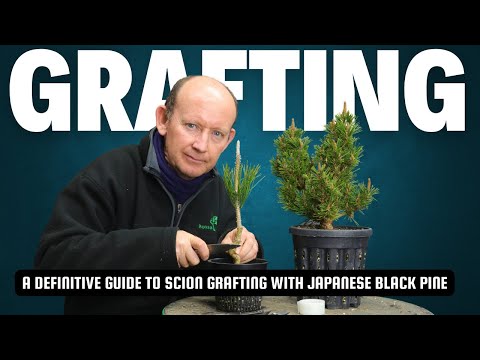 Handmade Folding Grafting Knife, 230mm - - Tools