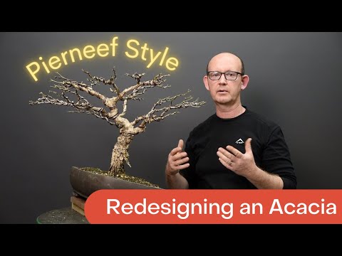 Acacia galpinii, Monkey Thorn