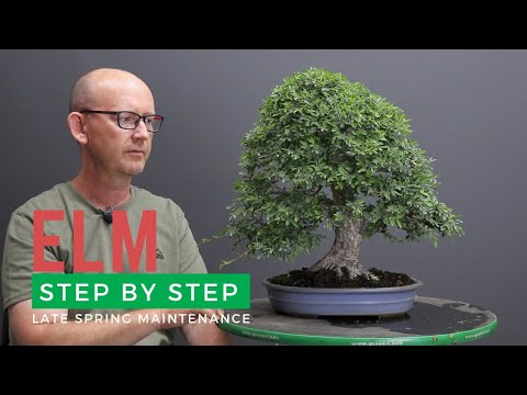 Kaneshin Yellow Steel Trimming Scissors, 180mm - - Tools