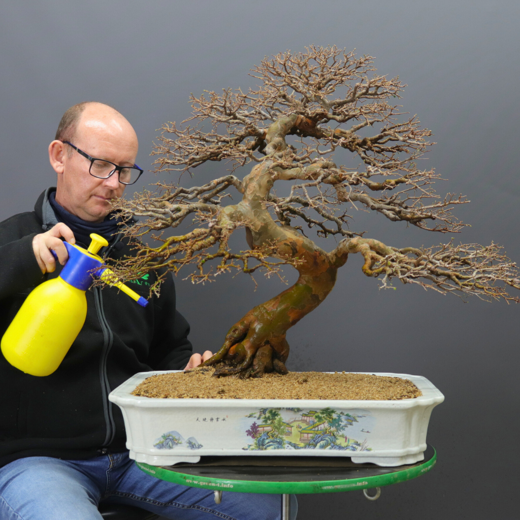 Repotting Bonsai Class, Saturday 5th September 2026, Cape Town.