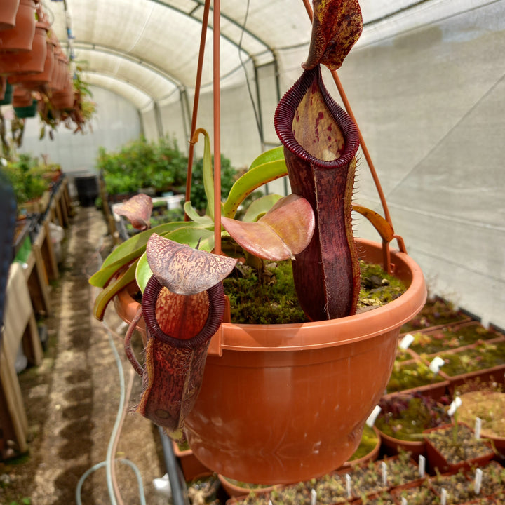 Tropical Pitcher, Nepenthes 'glandulifera x hamata', BE-3953 by Nepenthes