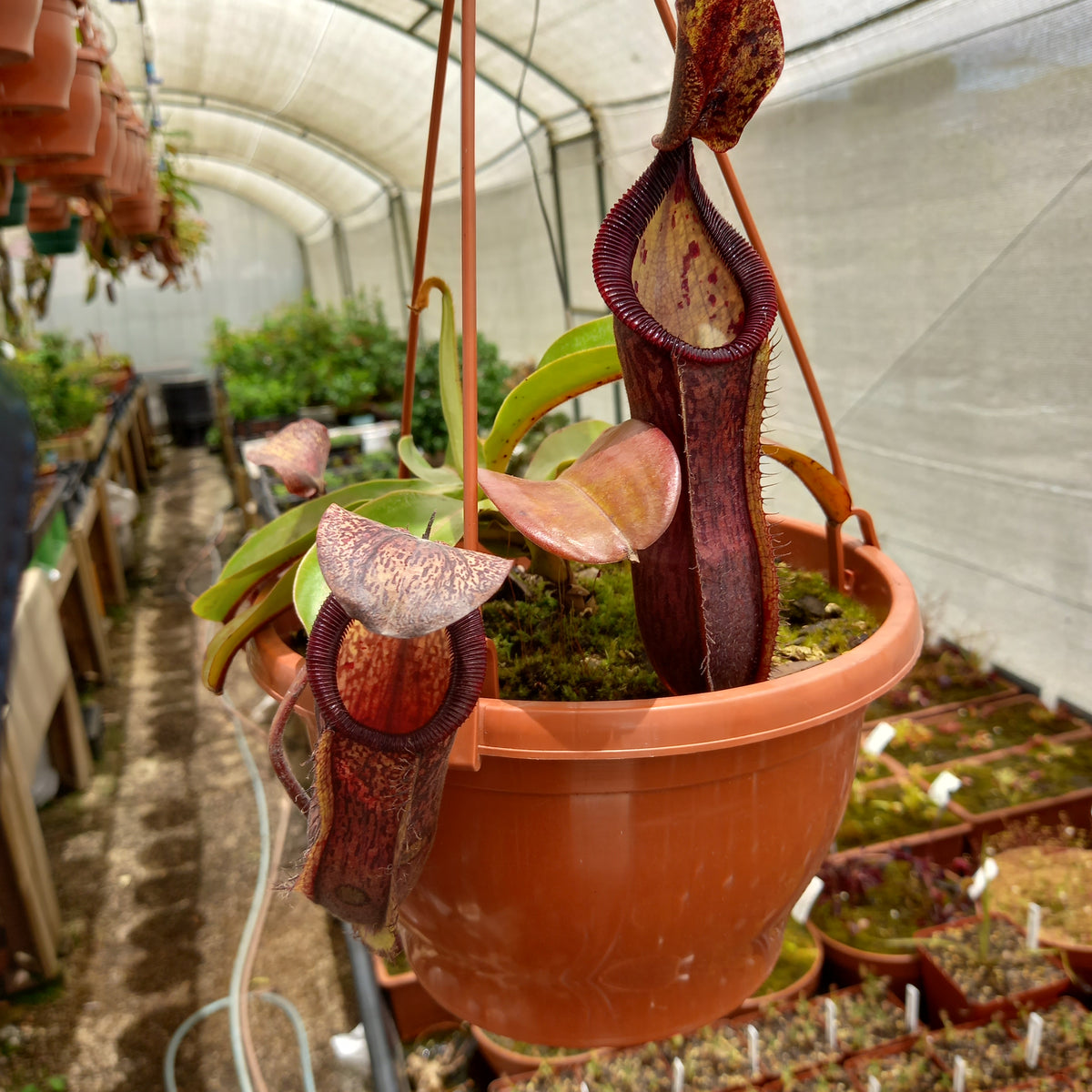 Tropical Pitcher, Nepenthes 'glandulifera x hamata', BE-3953 by Nepenthes