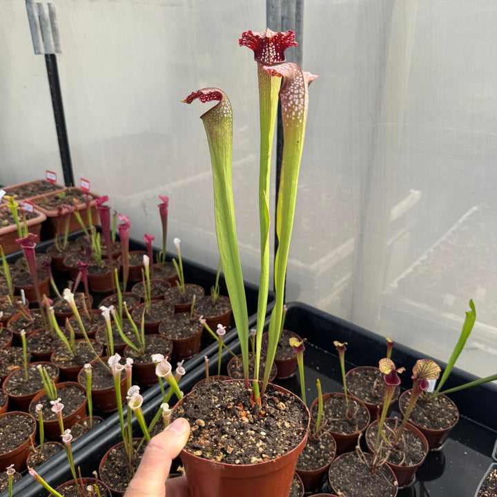 Trumpet Pitcher, Sarracenia 'minor var. minor (USBOT).' by Sarracenia