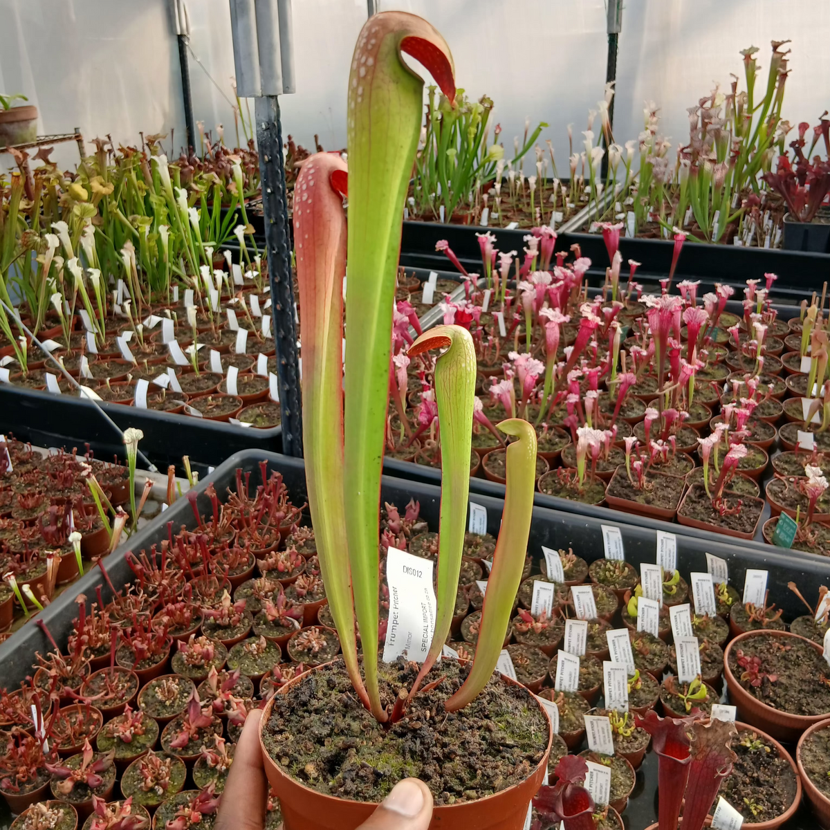 Trumpet Pitcher, Sarracenia 'Minor.' Special Import. by Sarracenia