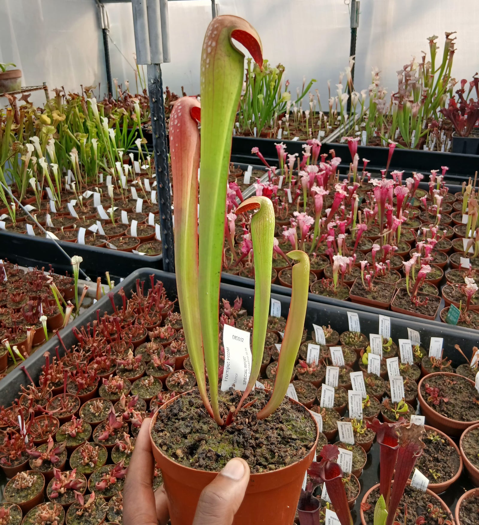 Trumpet Pitcher, Sarracenia 'Minor.' Special Import. by Sarracenia