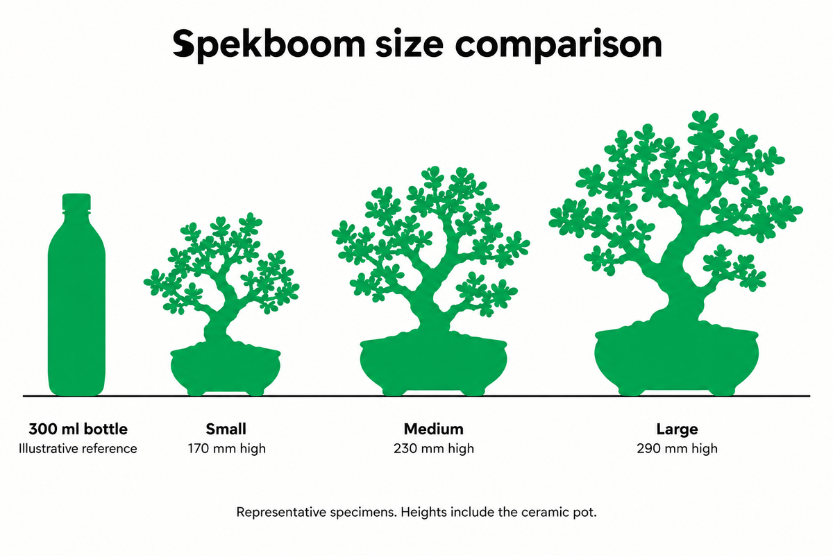 Spekboom size comparison in Bonsai Tree logo green