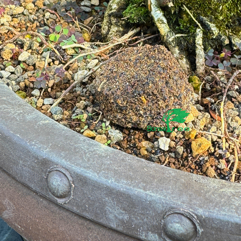 SuperBoost, Solid Organic Fertilizer -   - Fertilizers