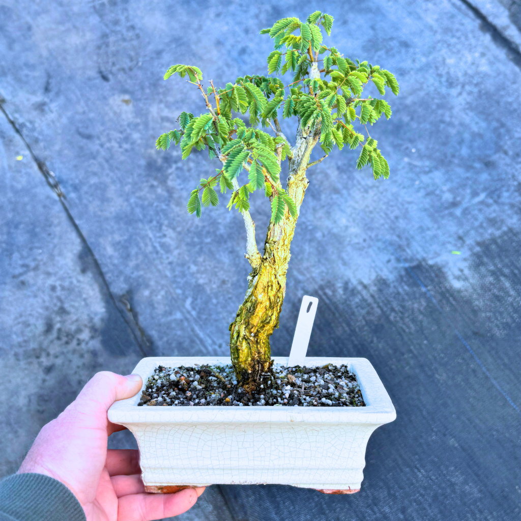 Acacia galpinii, Monkey Thorn by Bonsai Tree (Pty) Ltd.