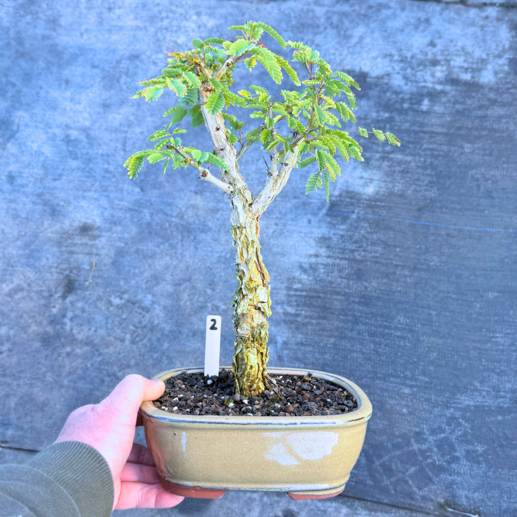 Acacia galpinii, Monkey Thorn by Bonsai Tree (Pty) Ltd.