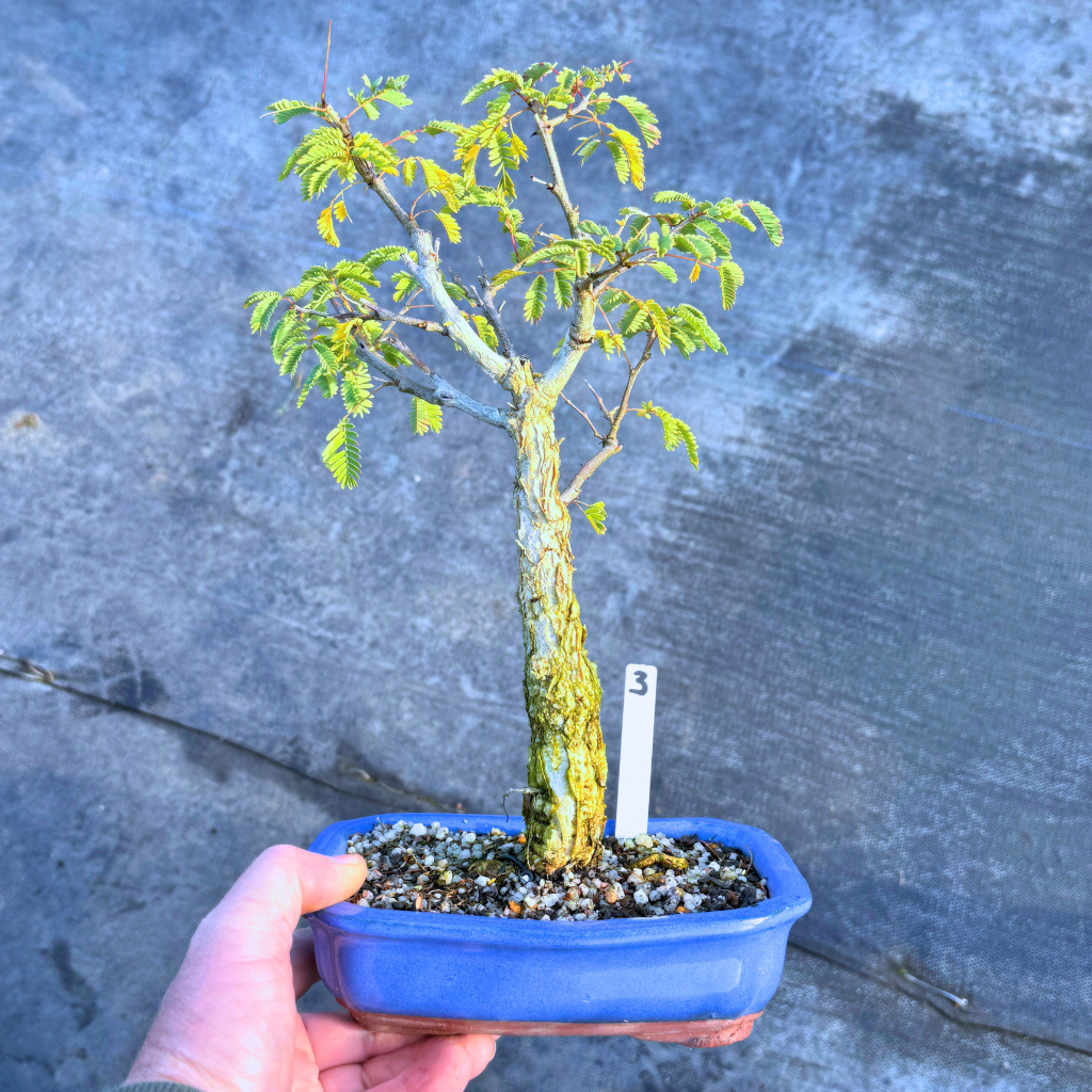 Acacia galpinii, Monkey Thorn by Bonsai Tree (Pty) Ltd.
