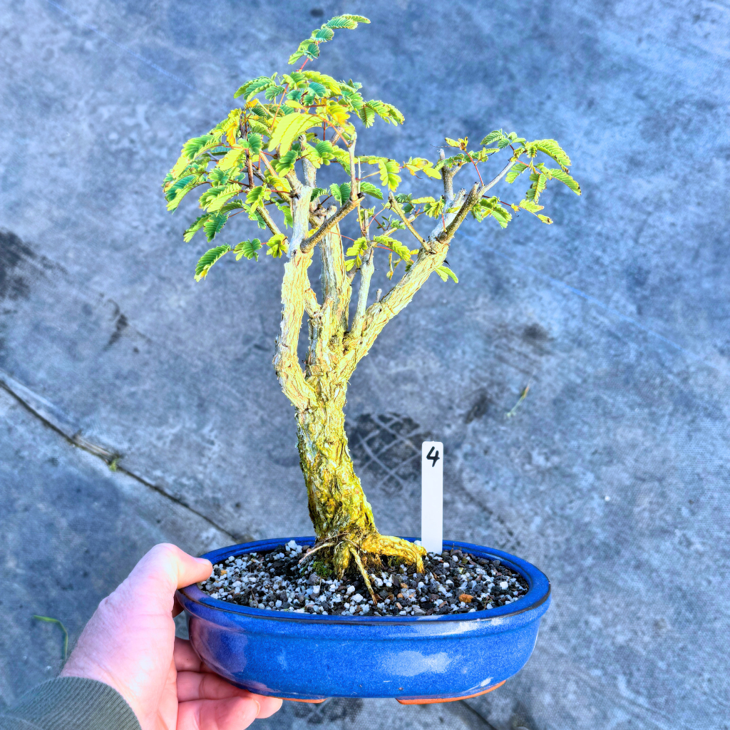 Acacia galpinii, Monkey Thorn