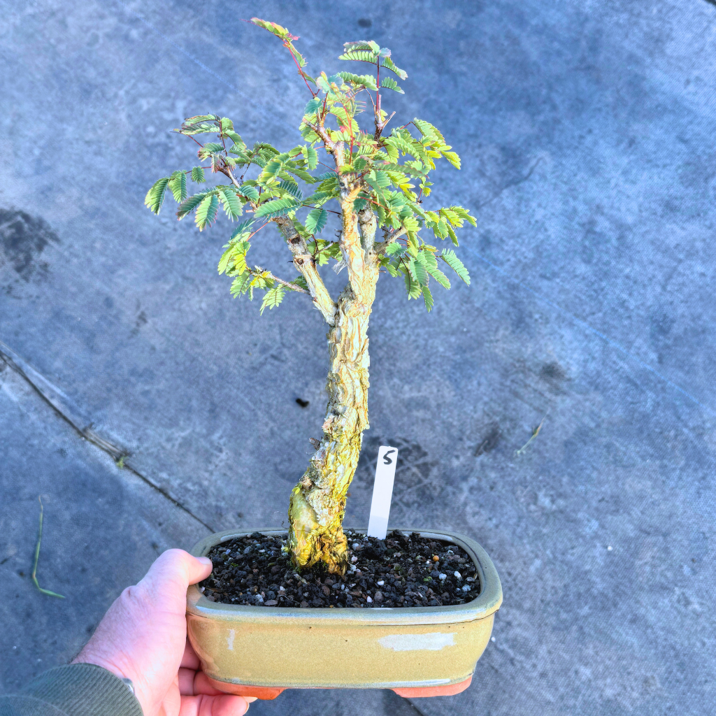 Acacia galpinii, Monkey Thorn by Bonsai Tree (Pty) Ltd.