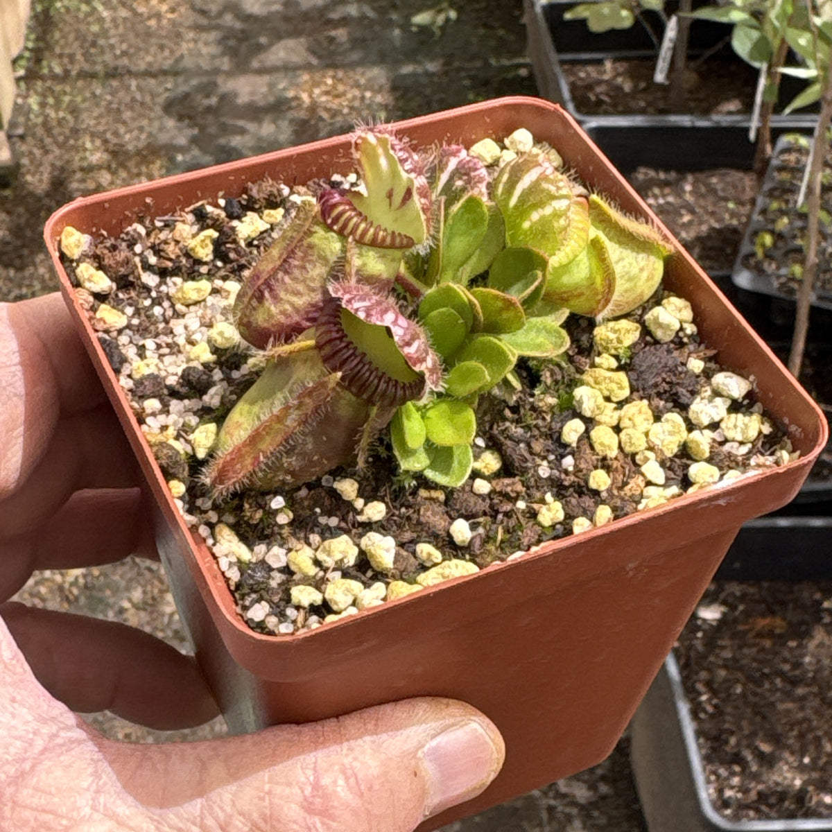 Cephalotus, Albany Pitcher Plant - 'Standard' Cephalotus in 9cm plastic container - Carnivorous Plant