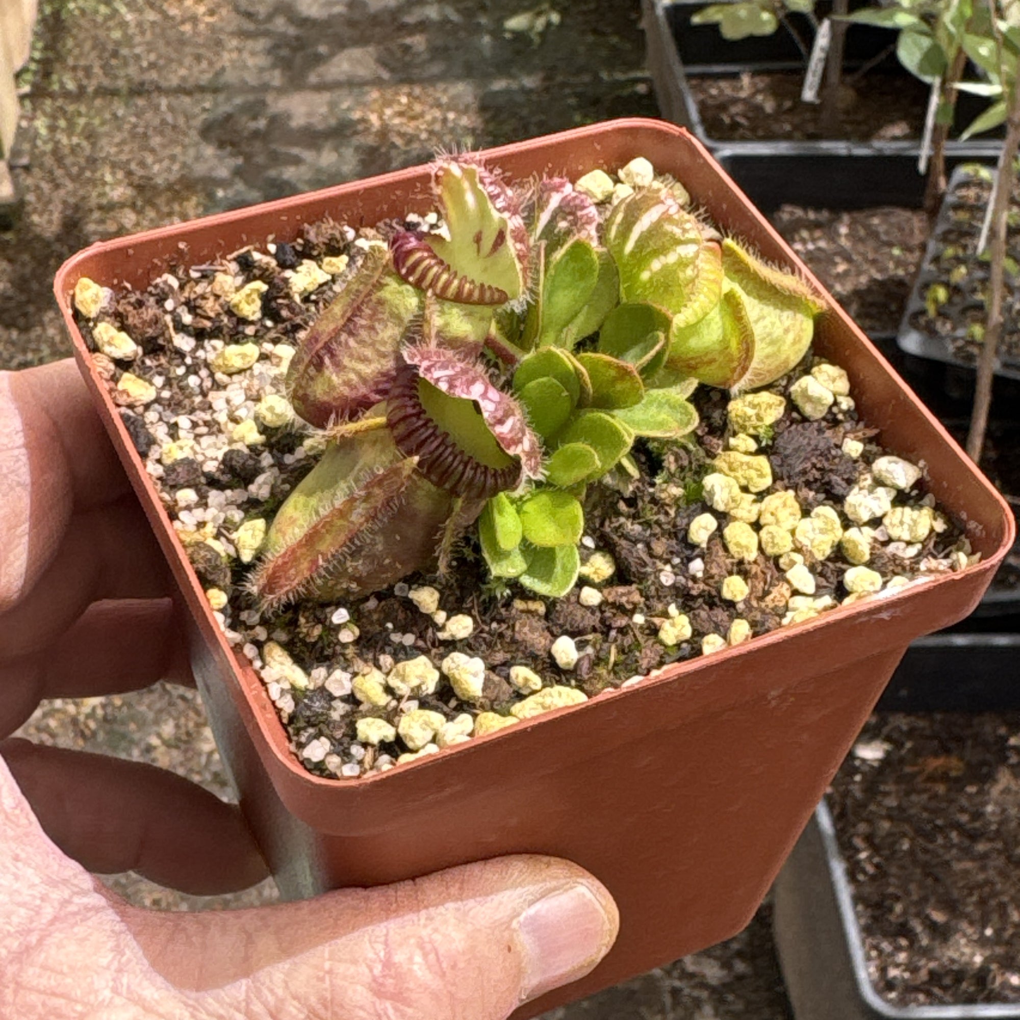 Cephalotus, Albany Pitcher Plant - 'Standard' Cephalotus in 9cm plastic container - Carnivorous Plant