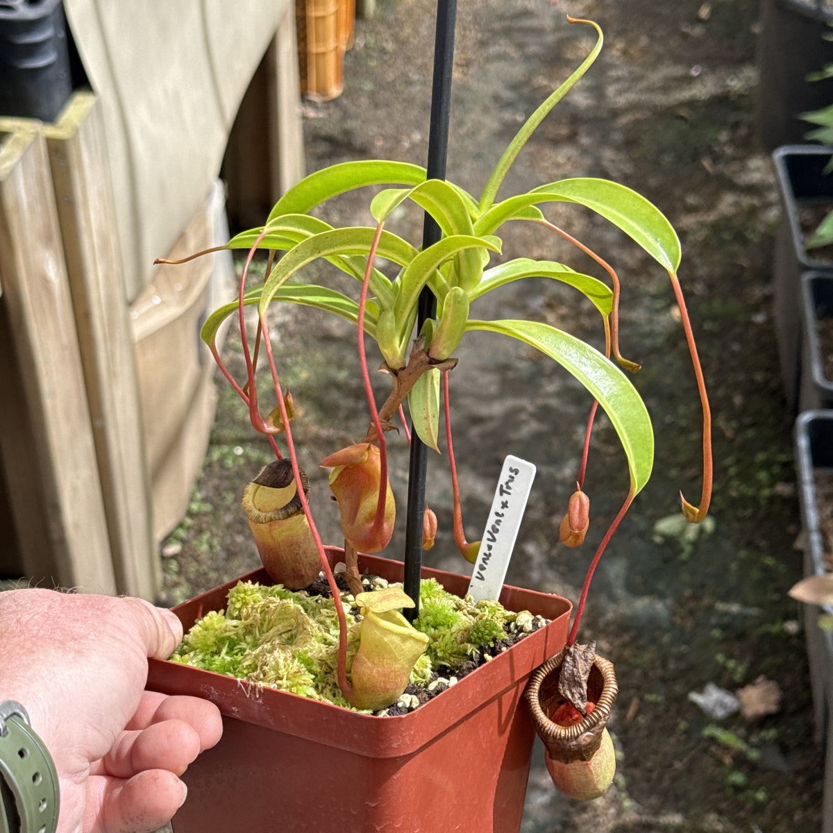 Tropical Pitcher, Nepenthes 'ventricosa x (ventricosa x trusmadiensis)' by Nepenthes