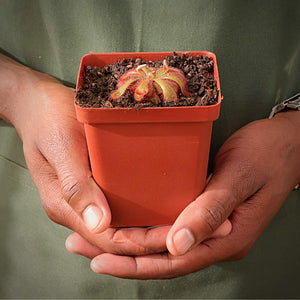 Sundew, Drosera trinervia -  Small to Medium plant. 7.5cm plastic container. - Carnivorous Plant