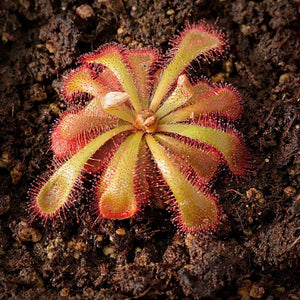 Sundew, Drosera trinervia -   - Carnivorous Plant