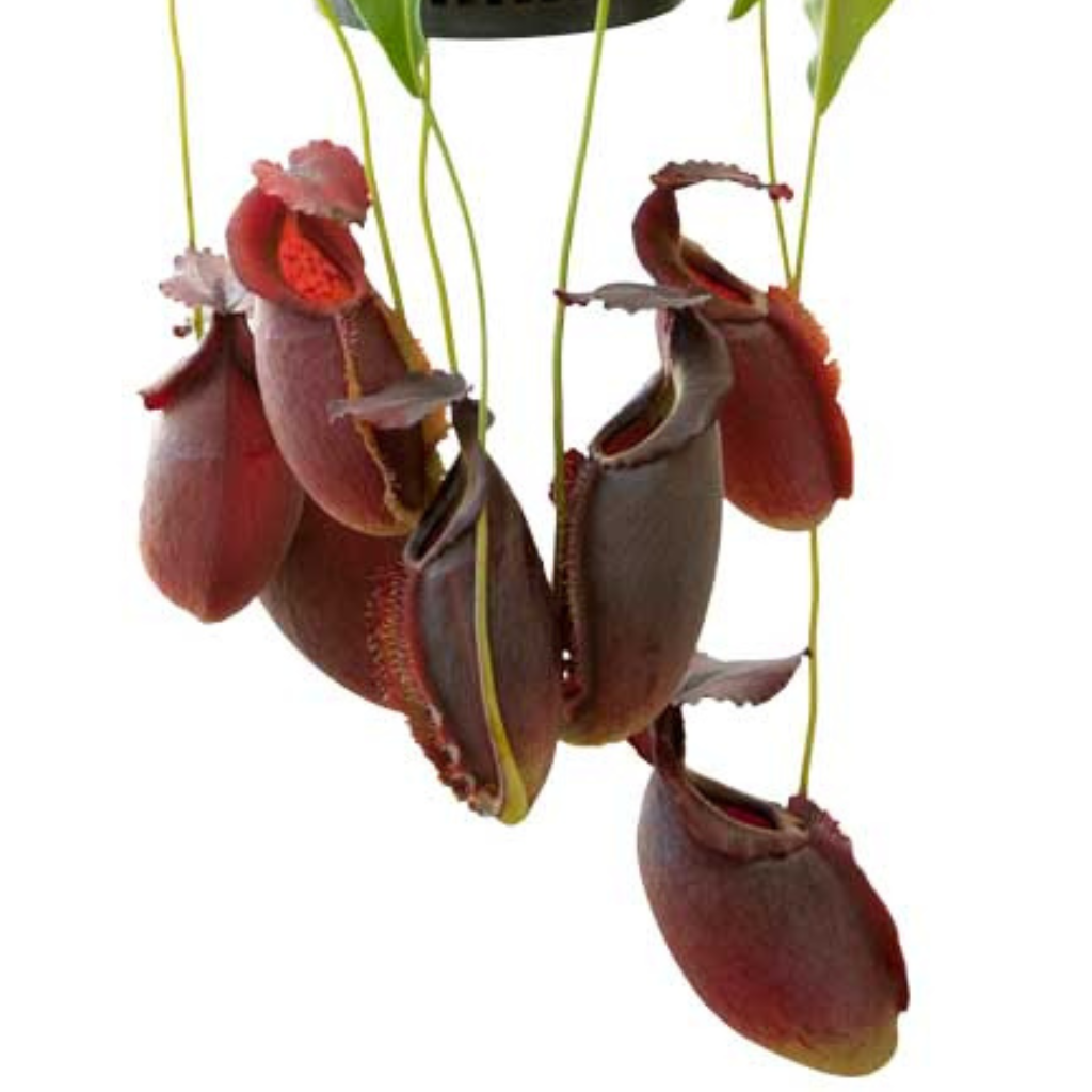 Tropical Pitcher, Nepenthes 'spathulata x gymnamphora,' BE-3422 by Nepenthes
