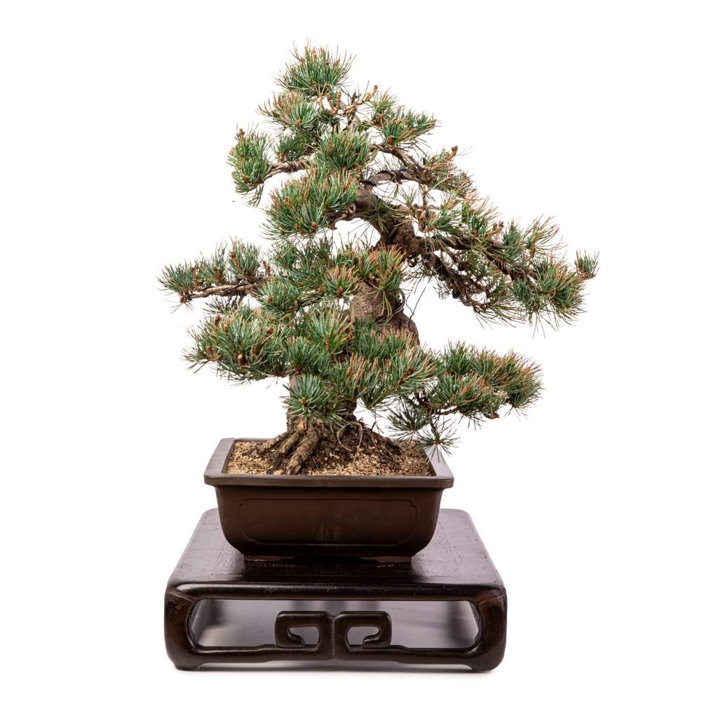 Imported Japanese White Pine by Japan
