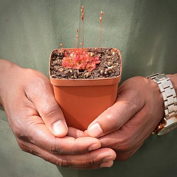 Sundew, Drosera spatulata 'Bay' -  Small to Medium plant. 7.5cm plastic container. - Carnivorous Plant