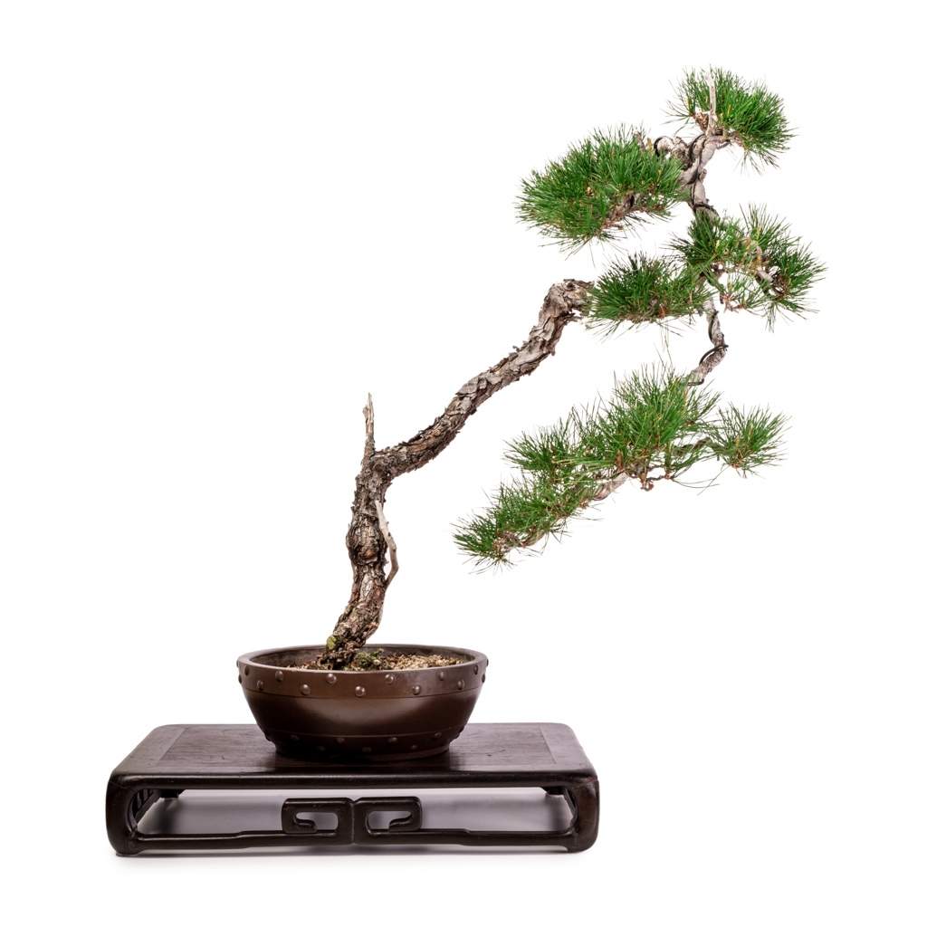 Imported Japanese Red Pine by Bonsai Tree