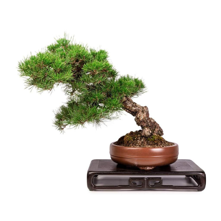 Imported Japanese Black Pine by Japan