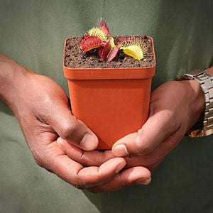 Venus Fly Trap, 'Phalanx.' Special Import. -  2 year old plant. 7.5cm plastic container. - Carnivorous Plant
